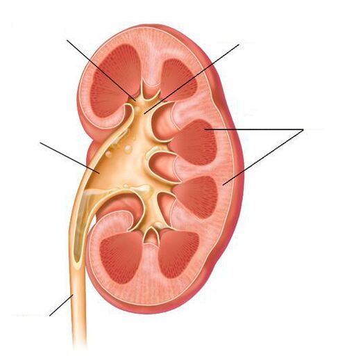 Pielonefrite acuta come complicanza della cistite